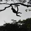 A Chita, uma macaca-aranha na fazenda dos poços termais, na região de Boquete, no Panamá